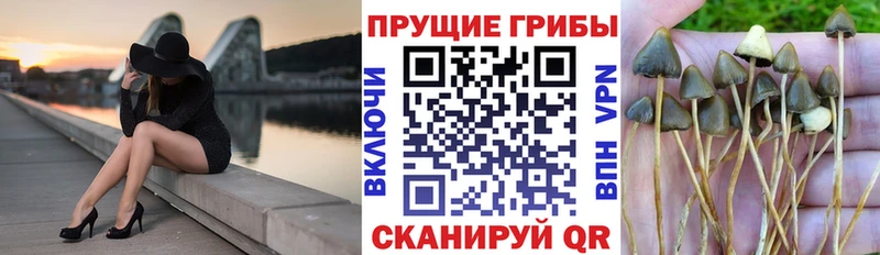 наркотики  Чаплыгин  Галлюциногенные грибы мицелий 